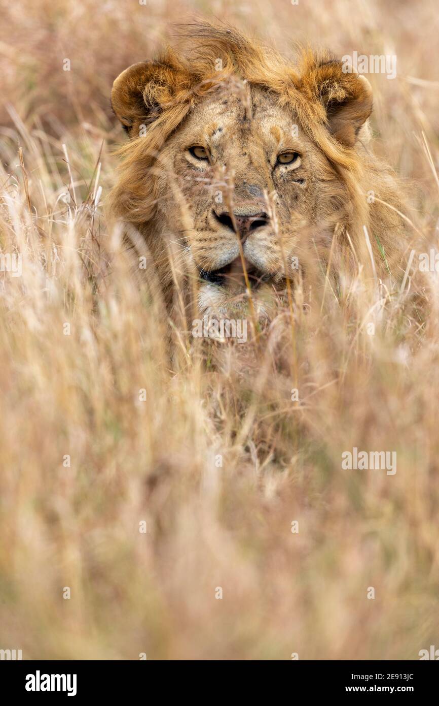 Male lion sitting up looking hi-res stock photography and images - Alamy