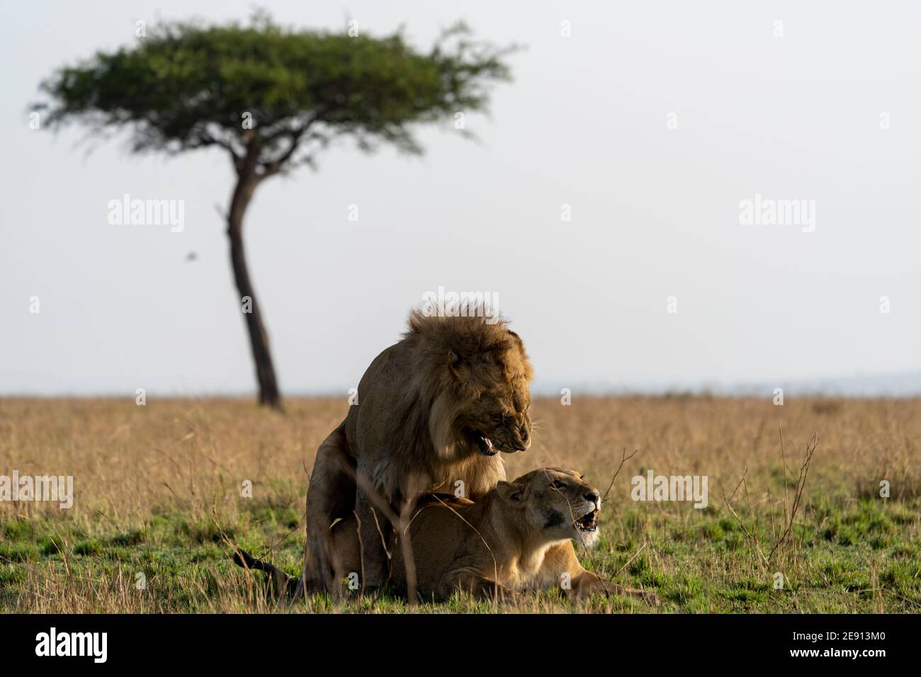 lions breeding in the plains of Tanzania Stock Photo