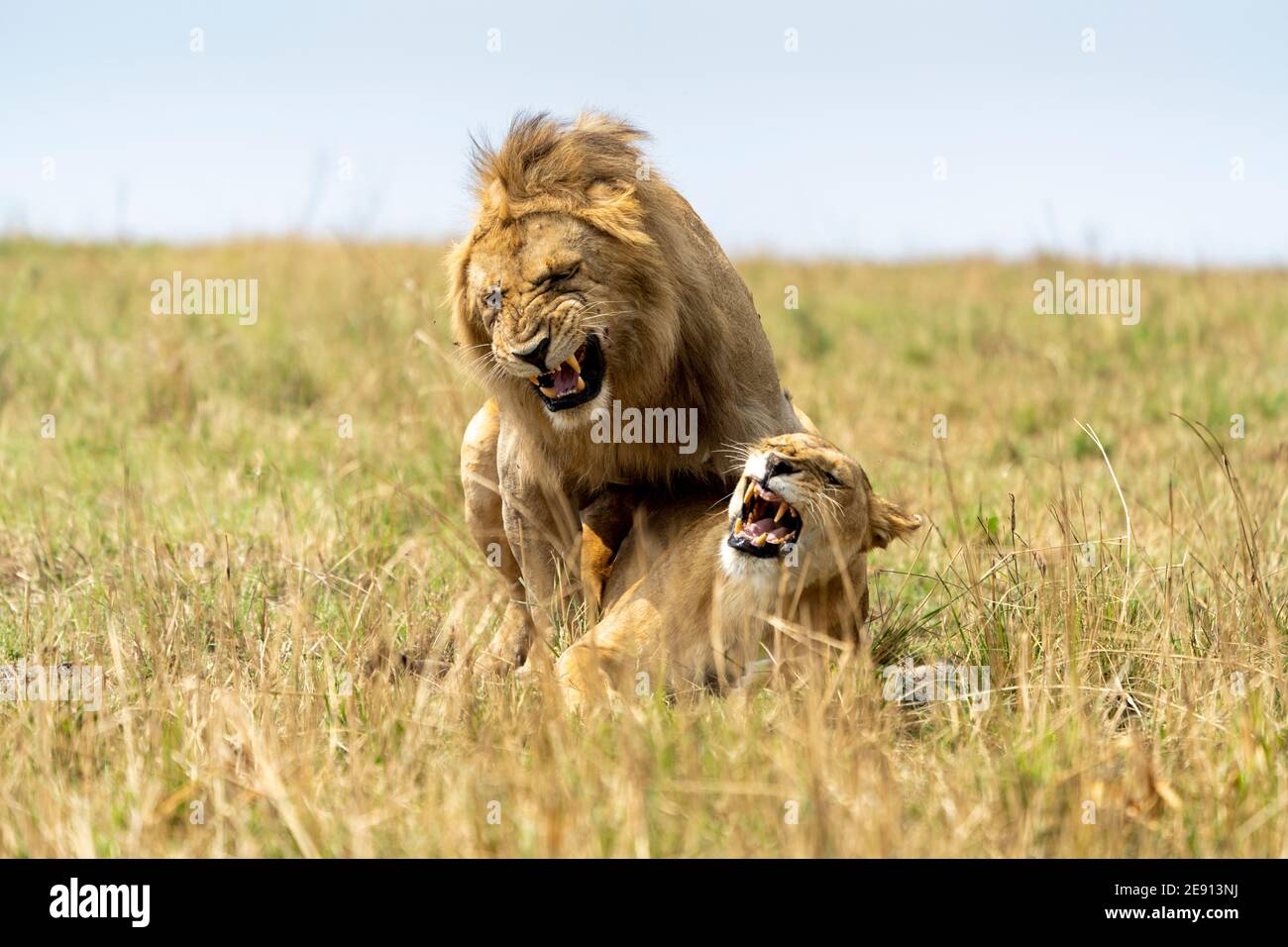 lions breeding in the plains of Tanzania Stock Photo - Alamy