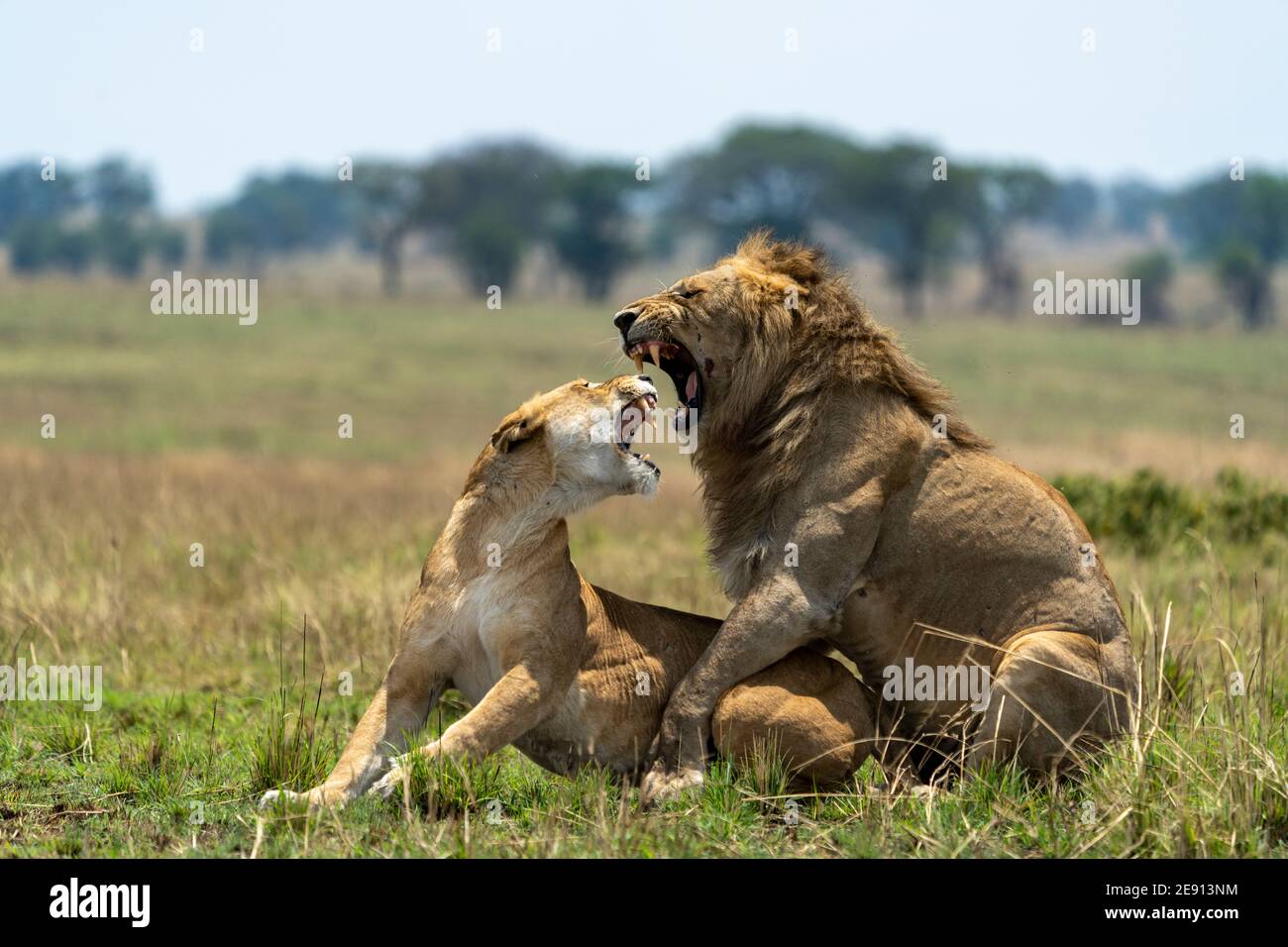 Lion Reprodcing lions breeding in the plains of Tanzania Stock Photo - Alamy