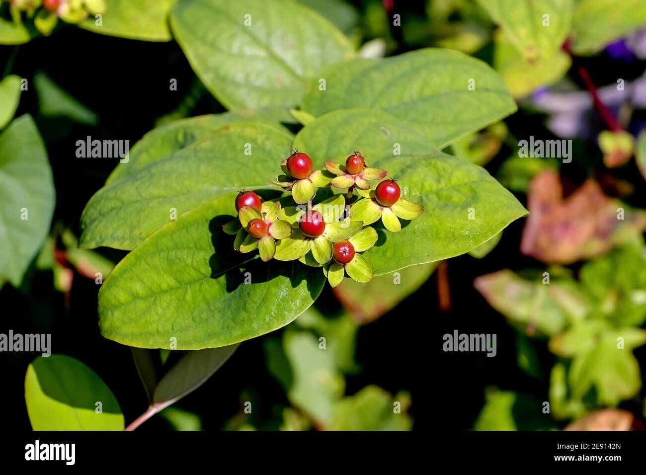 Colorful fruits of tutsan in late summer and autumn, Hypericum androsaemum Stock Photo