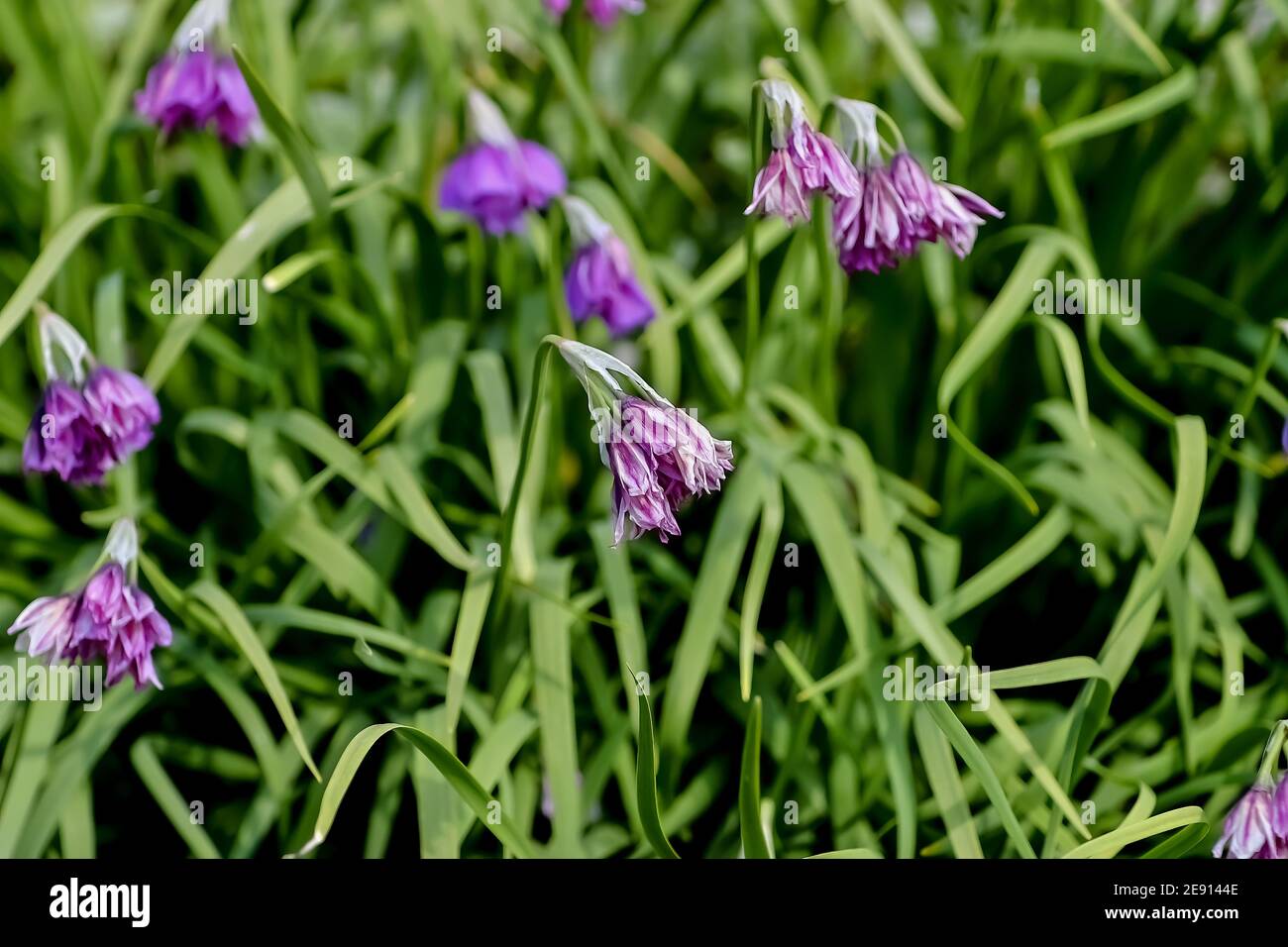 Flower of Allium insubricum in the southern alps in summer, Bavaria, Germany Stock Photo