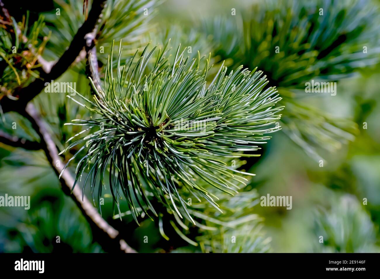 Needles on the branch of a dwarf pine tree, Pinus pumila Stock Photo