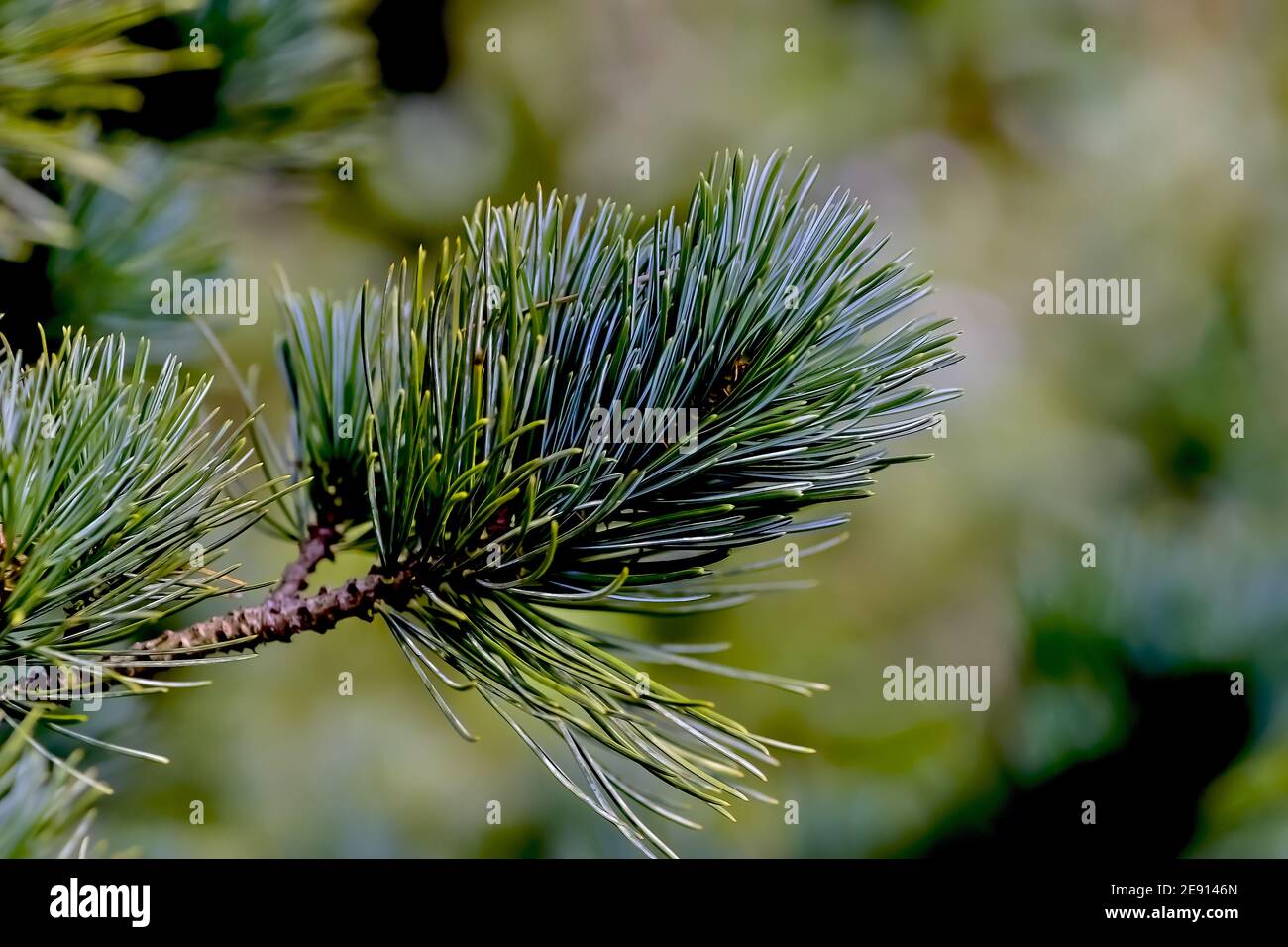 Needles on the branch of a dwarf pine tree, Pinus pumila Stock Photo