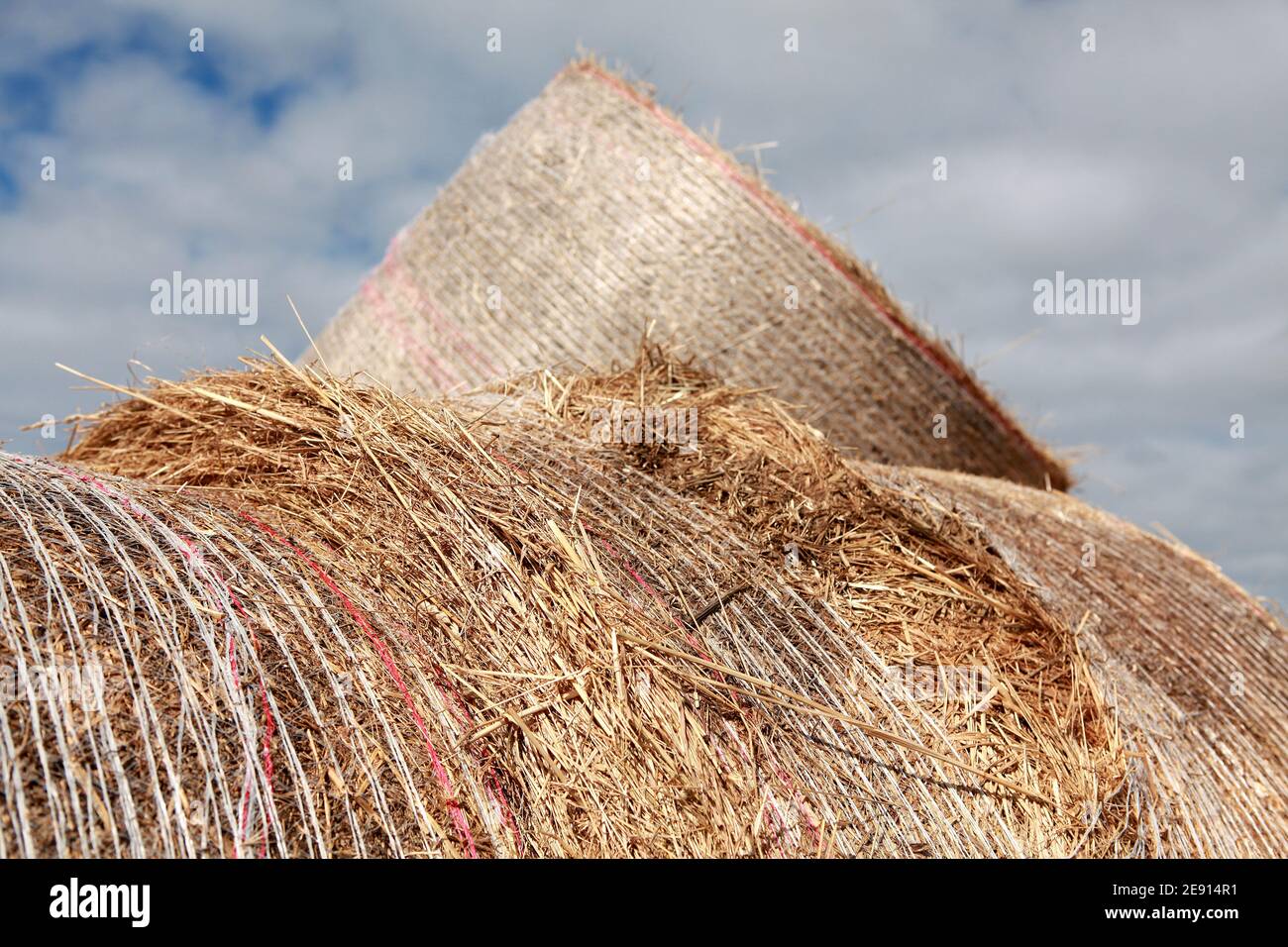 Cattle feed australia hi-res stock photography and images - Alamy