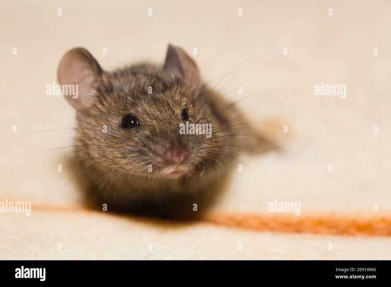 Infestation of mice in a pantry Stock Photo