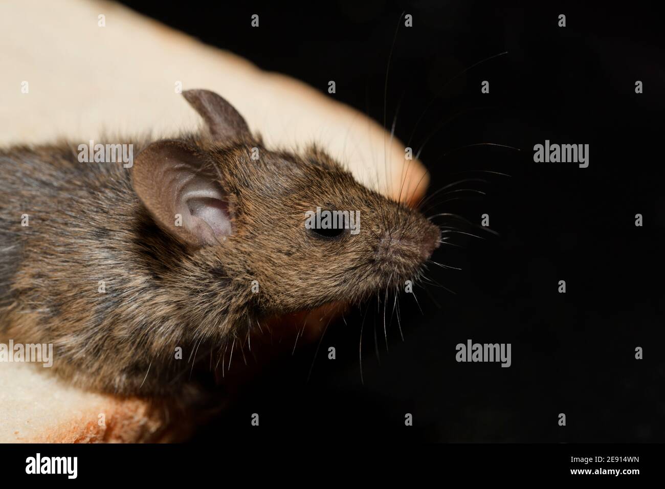 Infestation of mice in a pantry Stock Photo