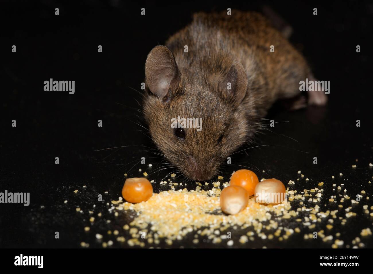 Infestation of mice in a pantry Stock Photo