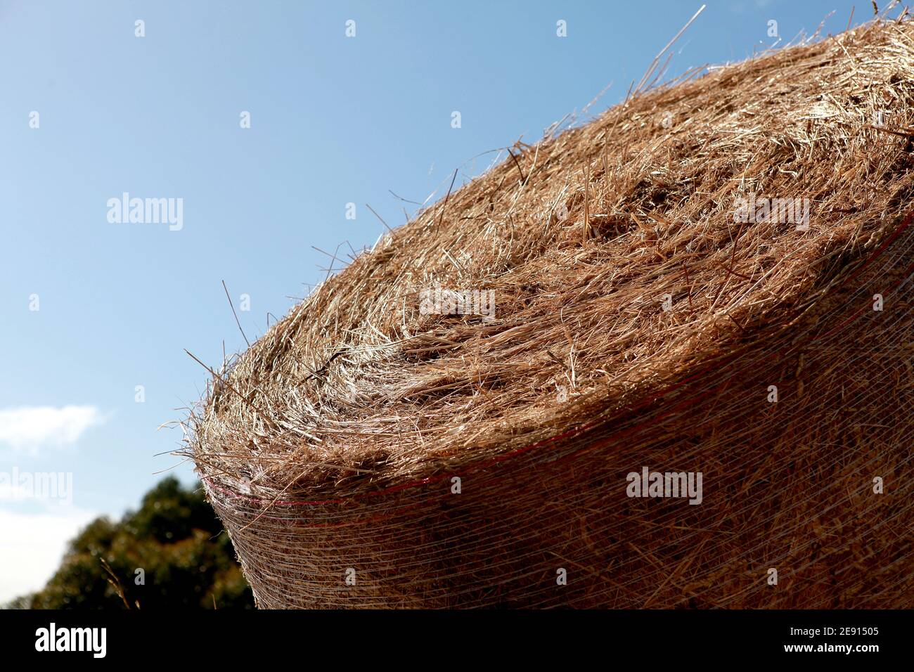 Hay bales and the feed for the cattle are seen stacked up on a Dairy