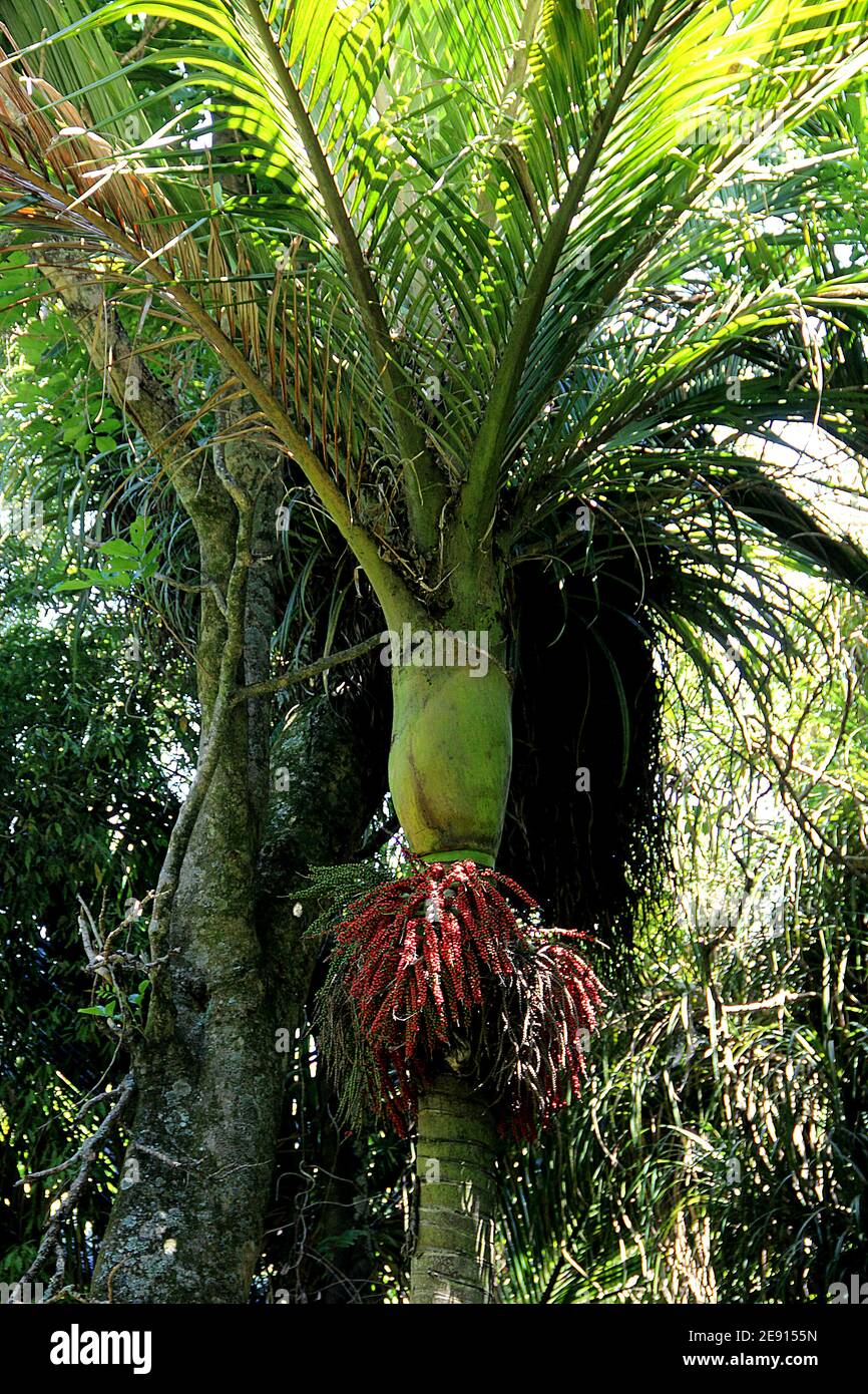Nikau (Rhopalostylis) forest with fruiting palms Stock Photo Alamy