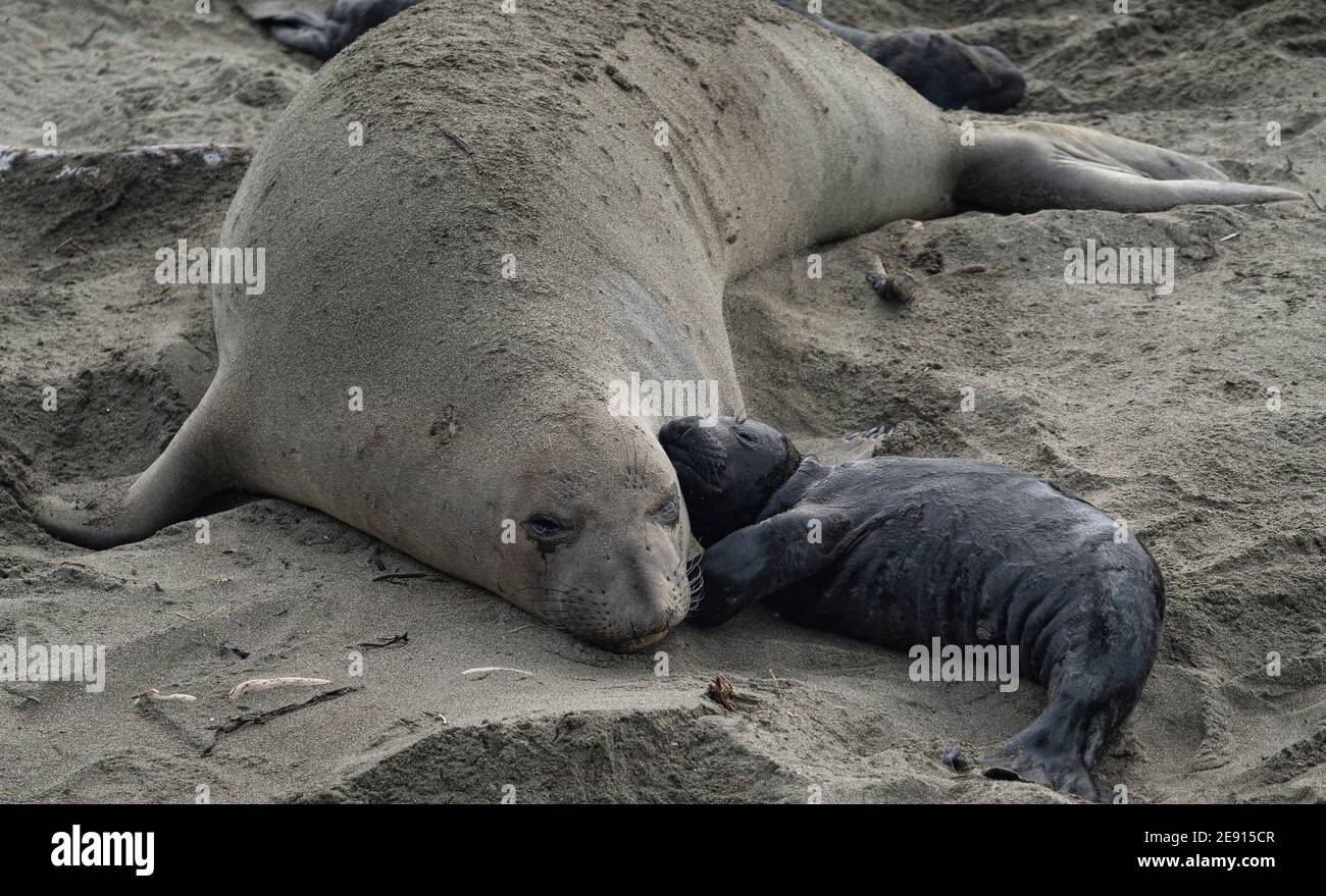 Mama elephant seal with her newborn pup Stock Photo