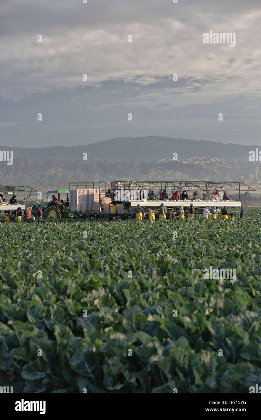 Hispanic farm workers harvesting - packing Organic Cauliflower 'Brassica oleracea var. botrytis', John Deere tractor, early morning light, California. Stock Photo