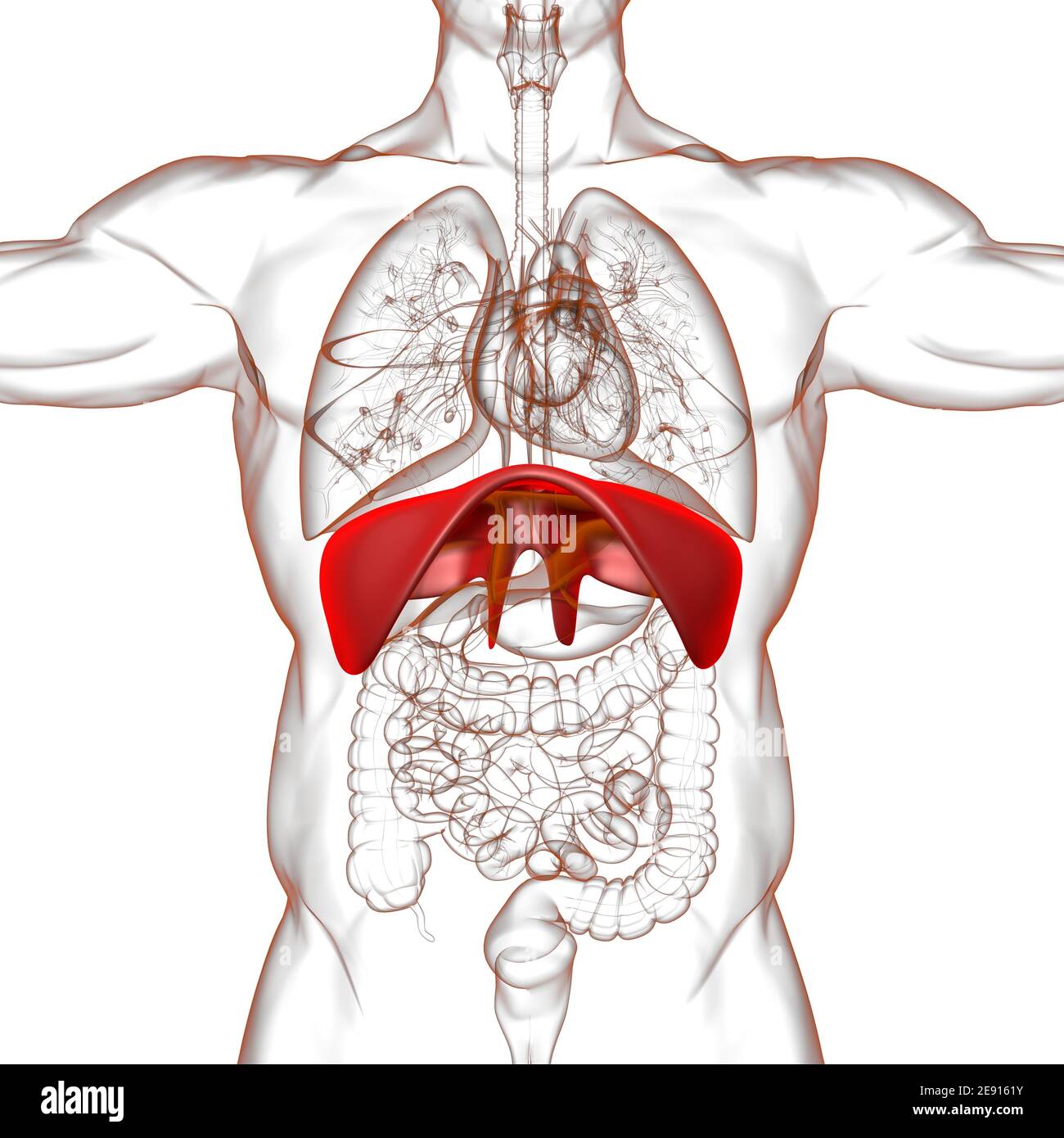 Diaphragm Human Respiratory System Anatomy For Medical Concept 3D