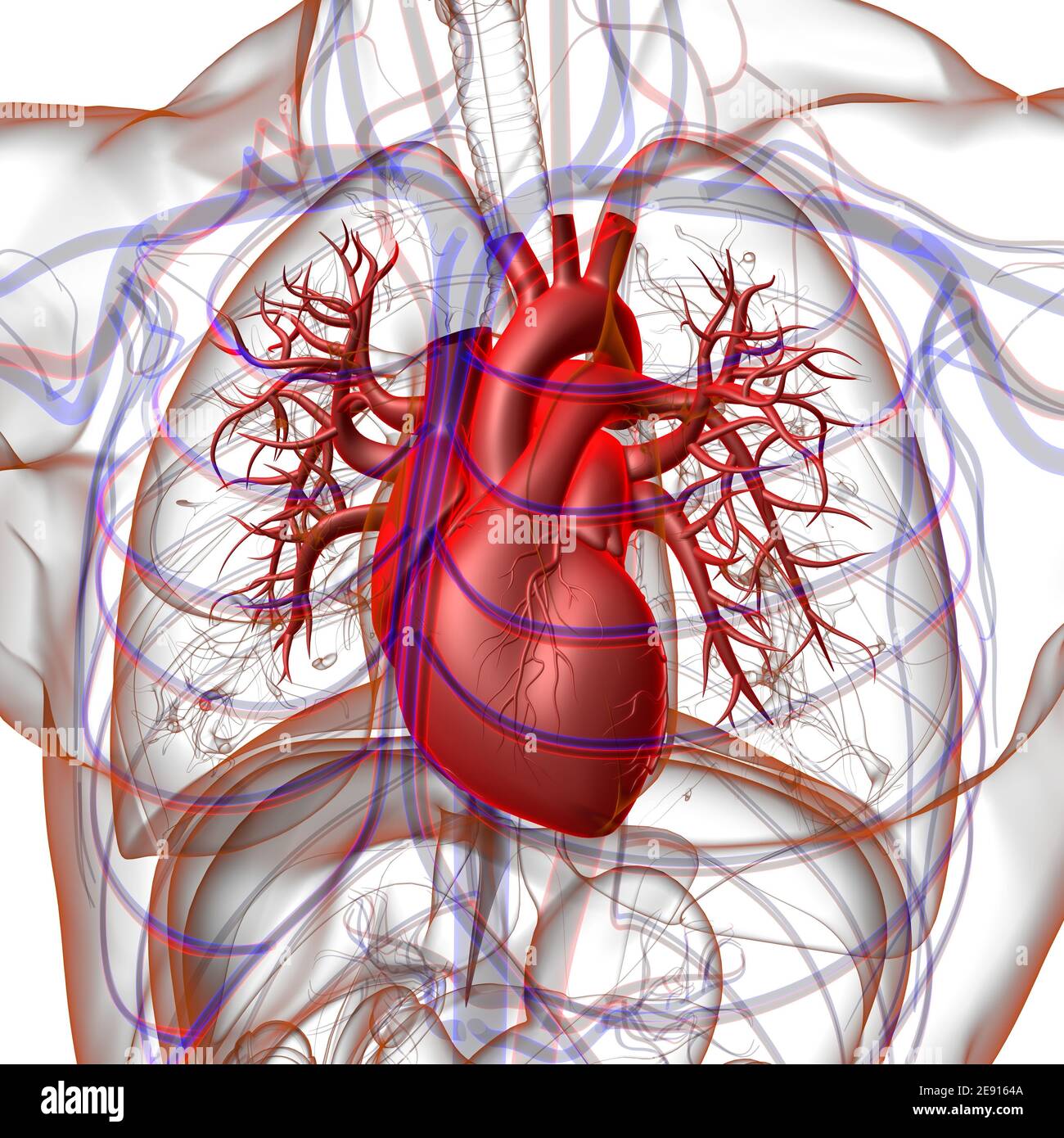 Human Heart Anatomy For Medical Concept 3D Illustration Stock Photo - Alamy, image size:1300x1390