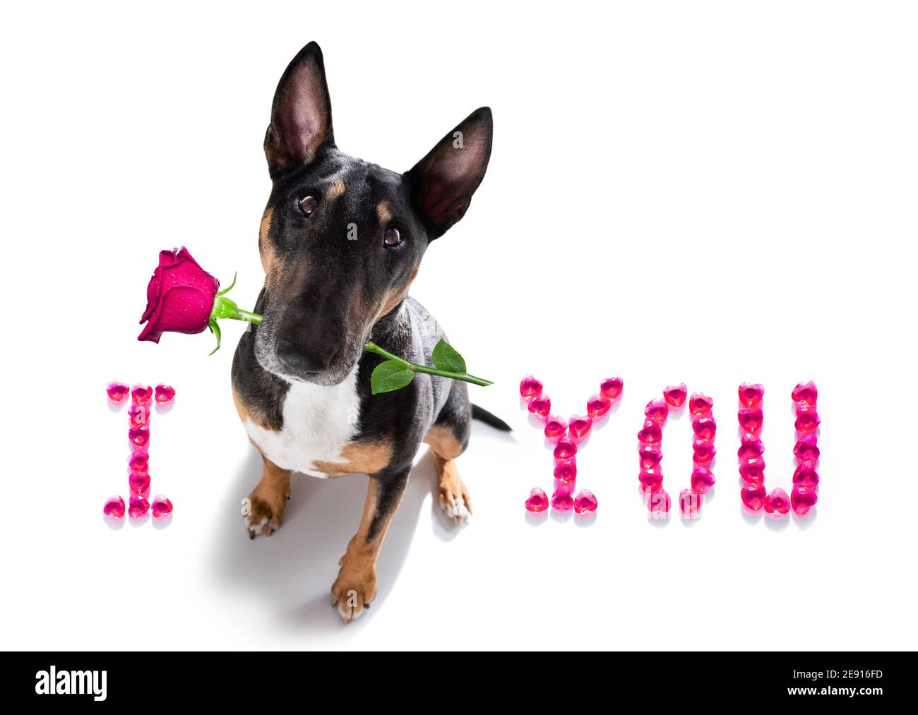 Miniature Bull Terrier dog on valentines love heart shape with I love you sign as background isolated on white Stock Photo