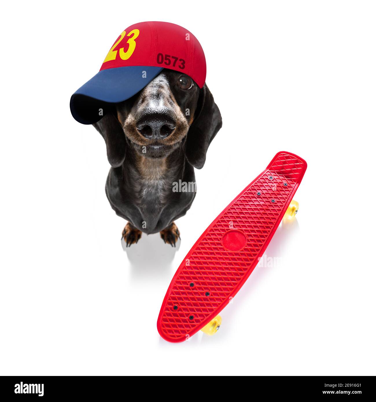 pit bull dog puppy skateboarding in a red beanie hat - cute funny