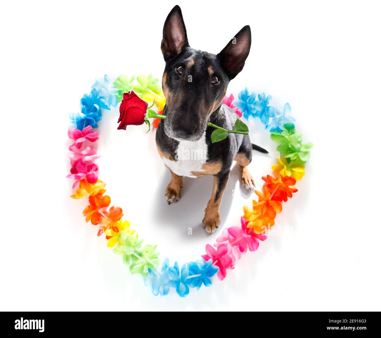 Miniature Bull Terrier dog on valentines love heart shape with I love you sign as background isolated on white Stock Photo