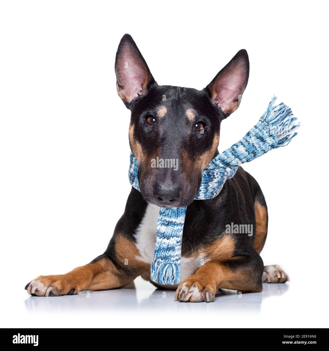 miniature Bull Terrier dog in rain and snow bad weather ready to go for a walk with leash and scarf Stock Photo