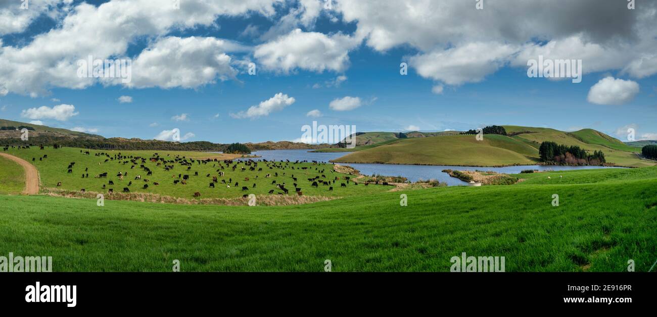 Agricultural rural grazing fields with cows grazing on the green pasture near slope point in the Catlins countryside Stock Photo