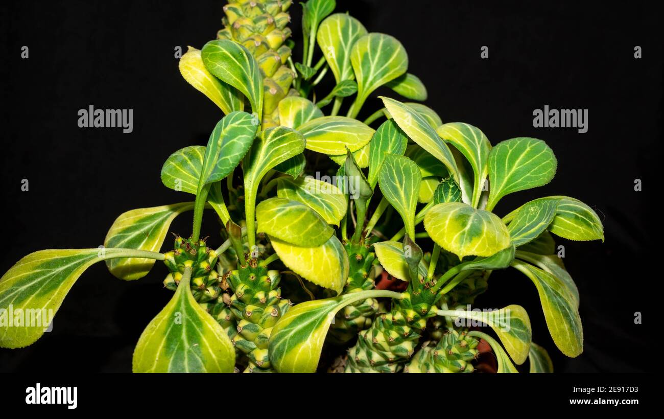 Isolated variegated Monadenium ritchiei plant on dark background. Beautiful desert plant Stock Photo