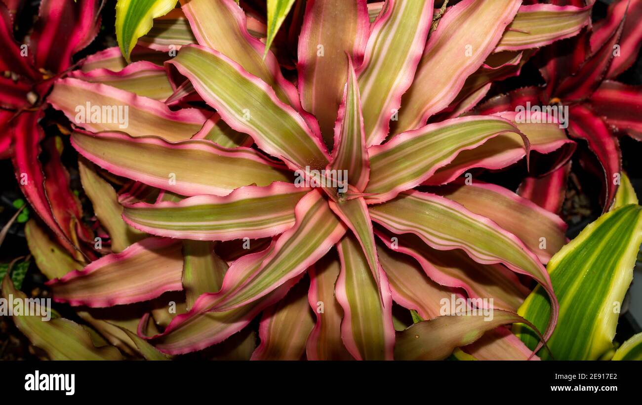 Beautiful Cryptanthus plants with with various color and pattern. attractive desert plant Stock Photo