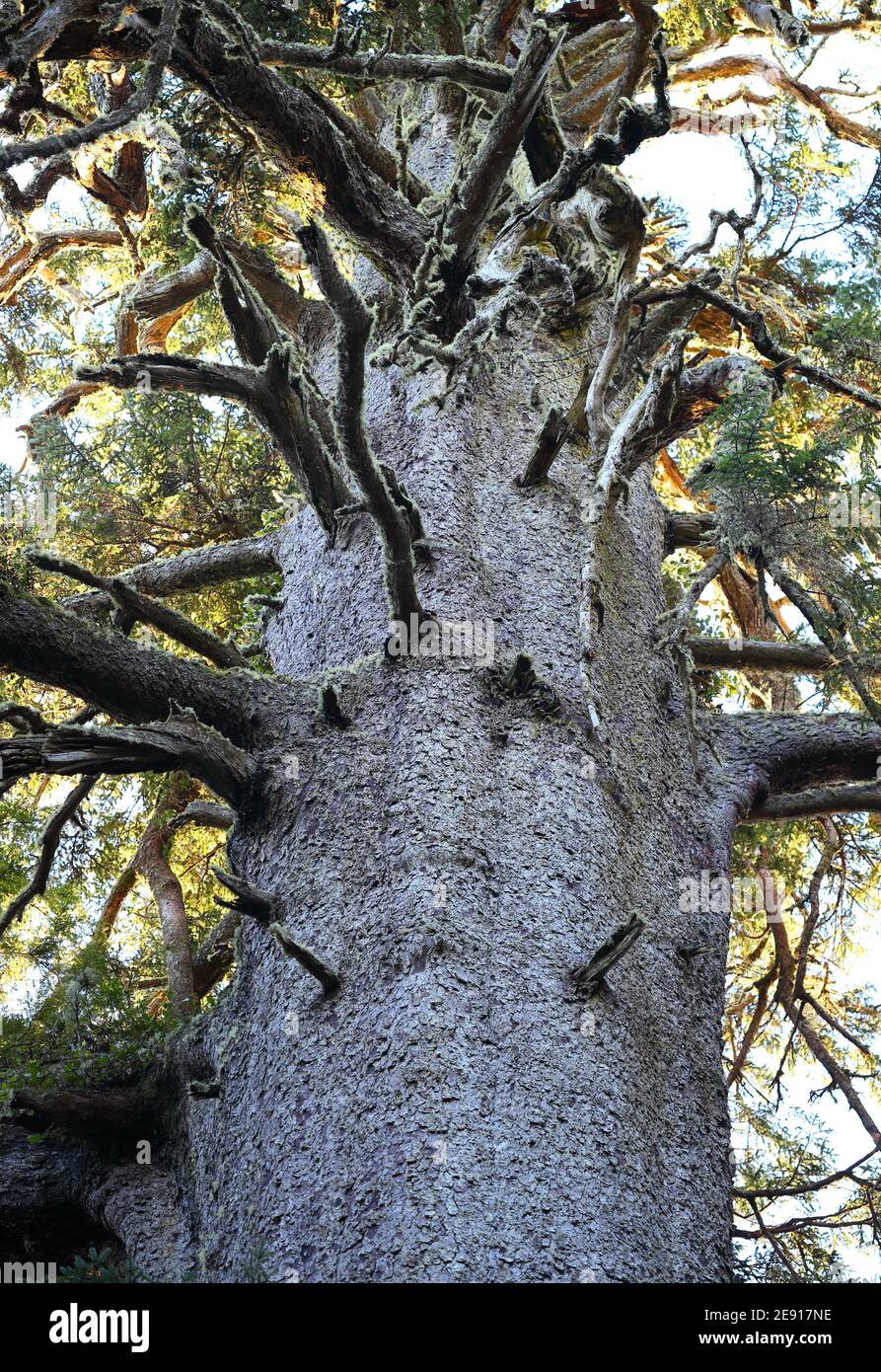 Big Spruce: The tallest spruce tree  in Oregon. Stock Photo