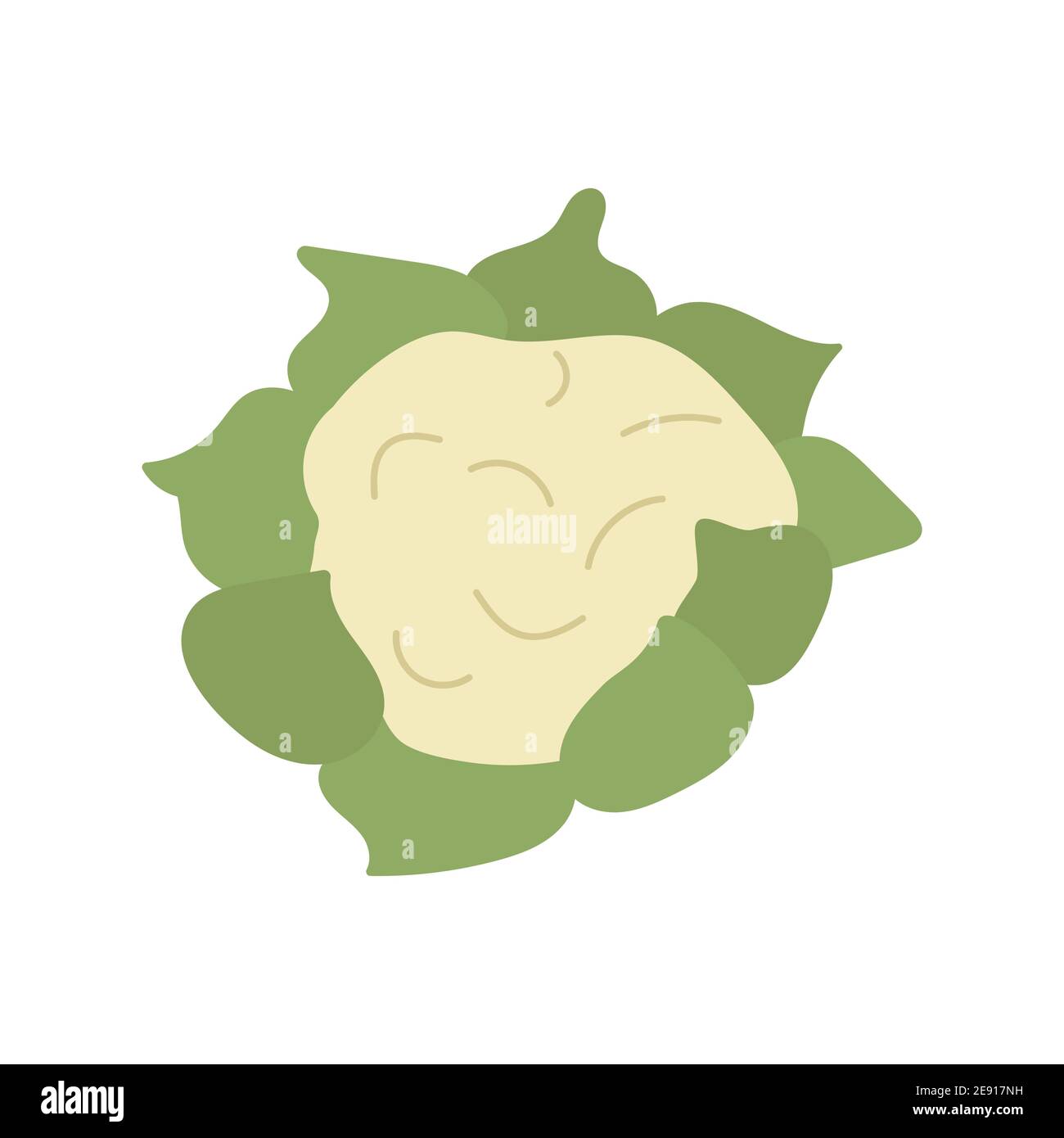 Cauliflower. Colorful vector illustration in cartoon style isolated on ...