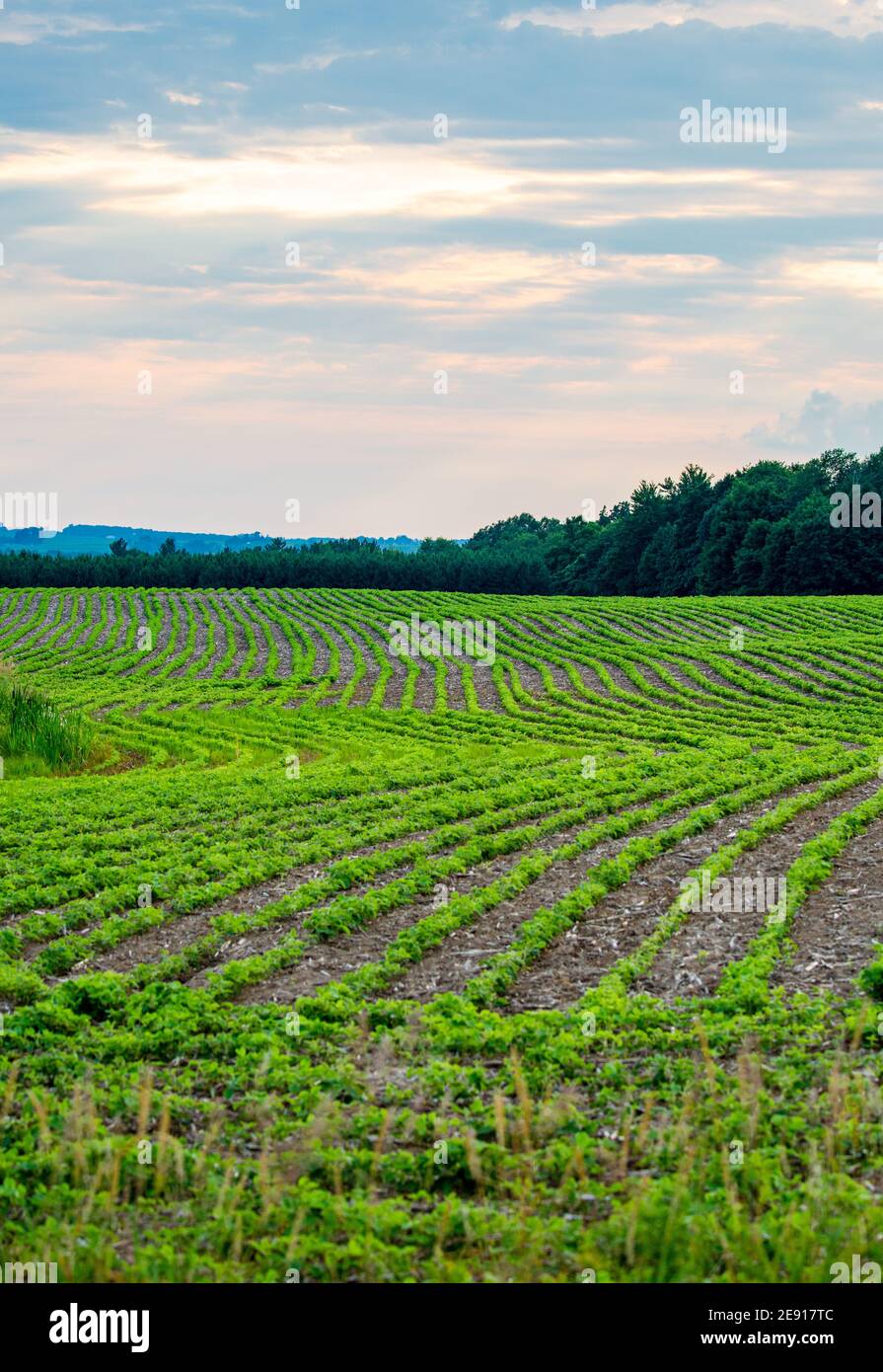 Growing soybean hi-res stock photography and images - Alamy