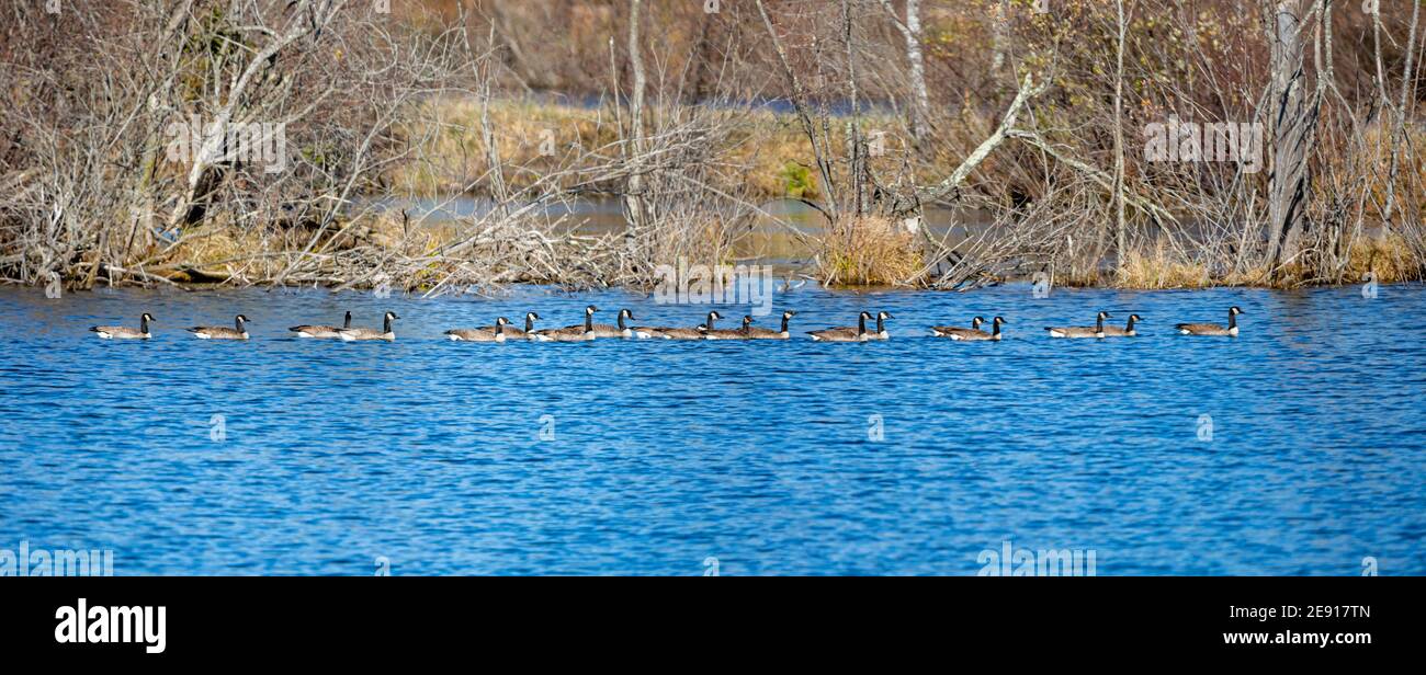 Canada Geese (branta canadensis) swimming in a row on a Wisconsin lake in October, panoramic Stock Photo