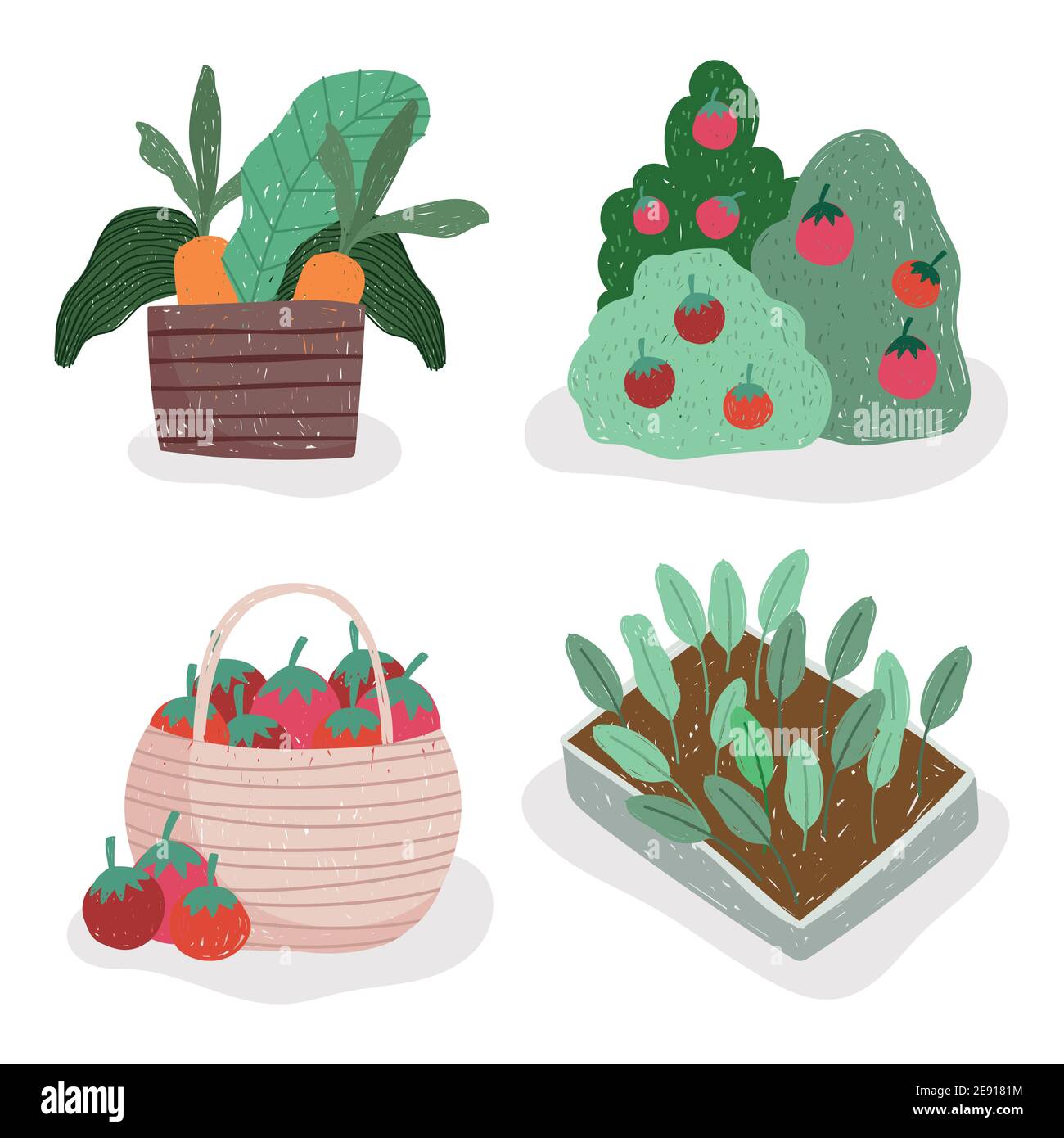 gardening and agriculture tomatoes carrots and plants vector illustration Stock Vector