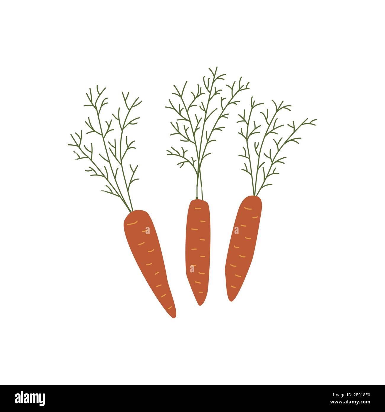 Three carrots with green leaves isolated, organic healthy food, harvest  vector illustration in cartoon style. Hand drawn Stock Vector Image & Art -  Alamy