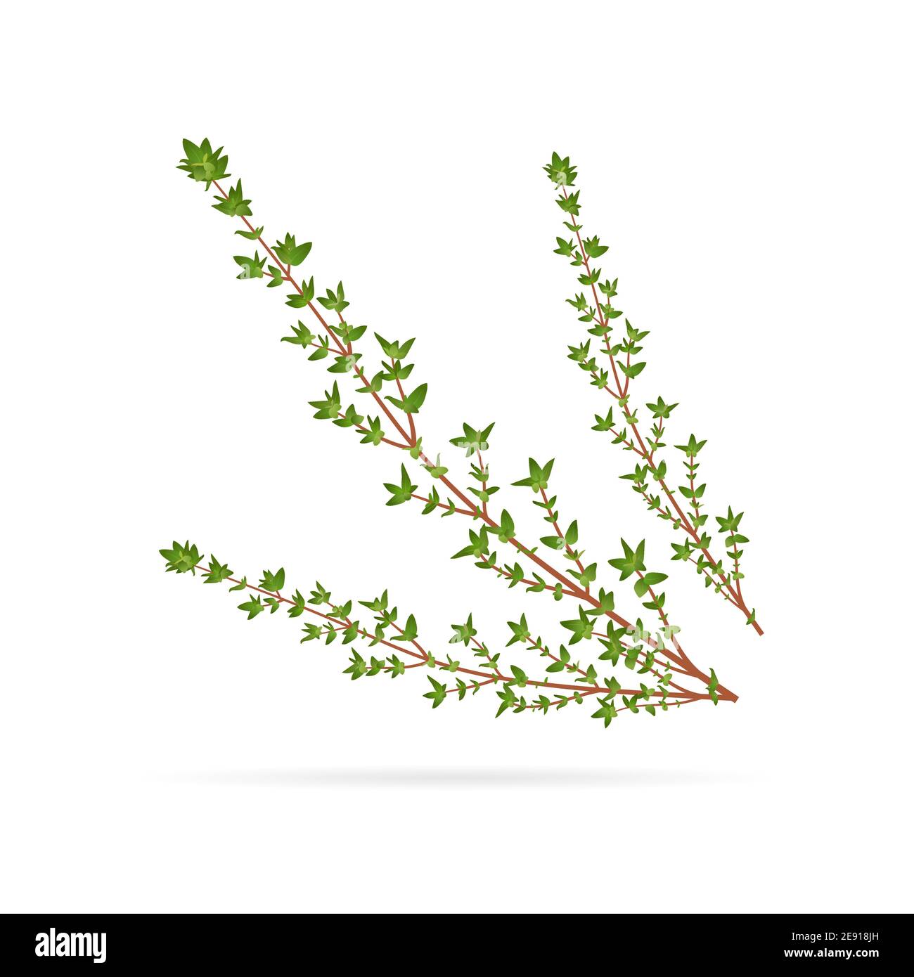 Fresh thyme, spice healing herb, closeup vector illustration isolated