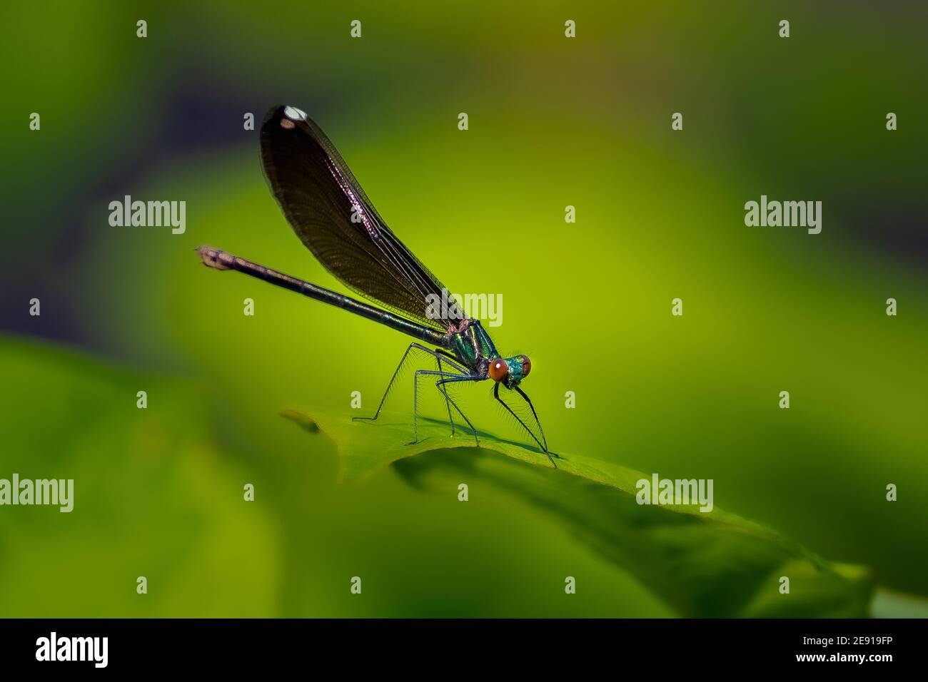 An Ebony Jewelwing Damselfly (Calopteryx maculata) perched on the edge of a leaf. Stock Photo