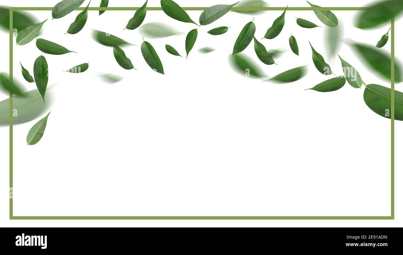 Flying green tea leaves on white background with space for text Stock ...