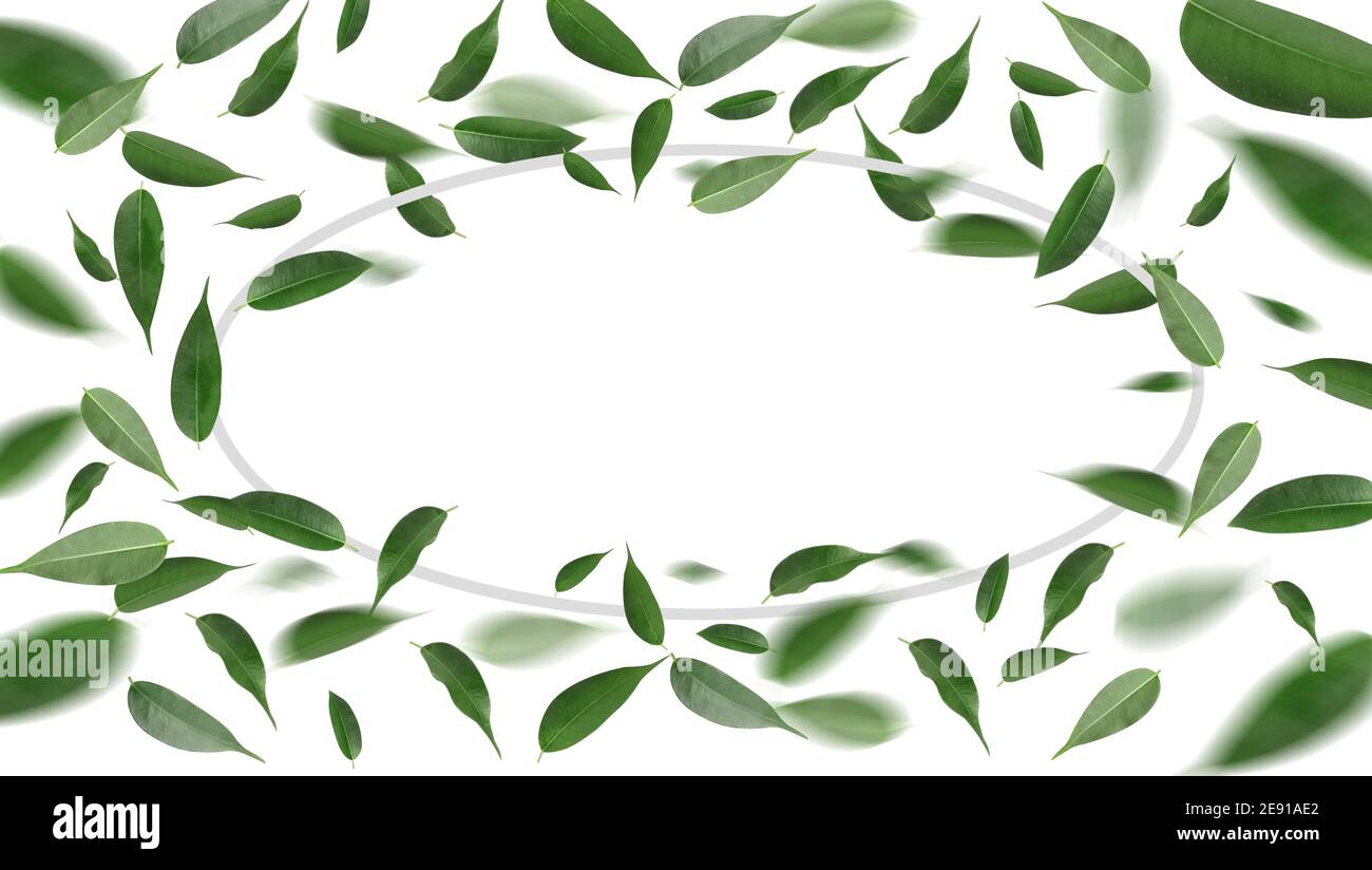Frame made of flying green tea leaves on white background Stock Photo ...