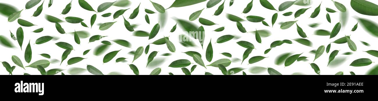 Flying green tea leaves on white background Stock Photo - Alamy