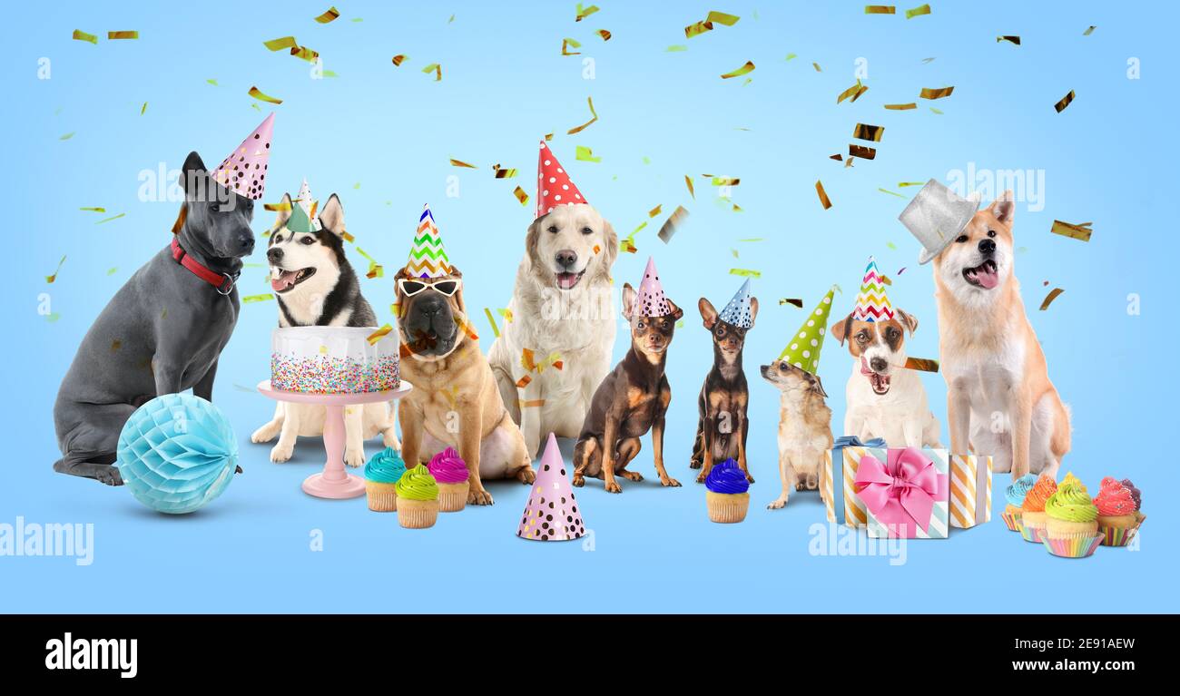 Cute dogs with Birthday gifts and treats on color background Stock Photo