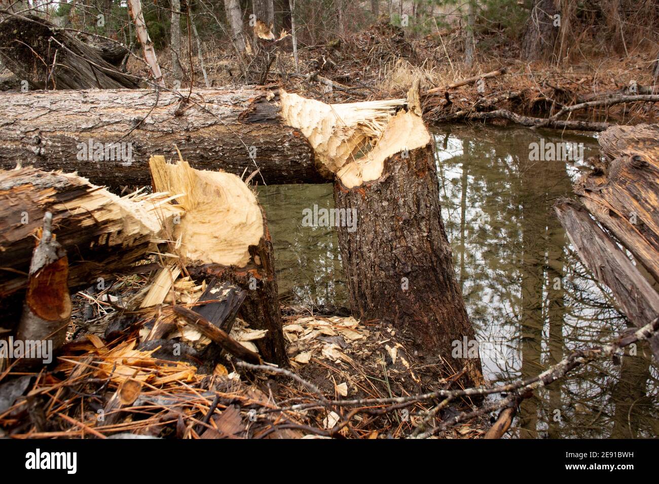 Beaver (Castor canadensis) damage to black cottonwood trees, Populus trichocarpa, in a marshy area along Callahan Creek, in Troy, Montana.   This tree Stock Photo
