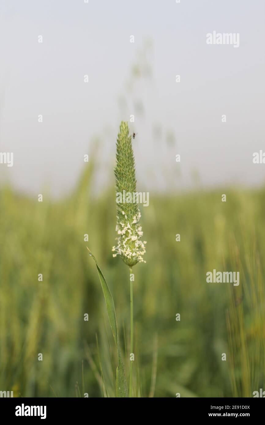 Vertical selective focus closeup of the Phleum phleoides  grass in the meadow Stock Photo