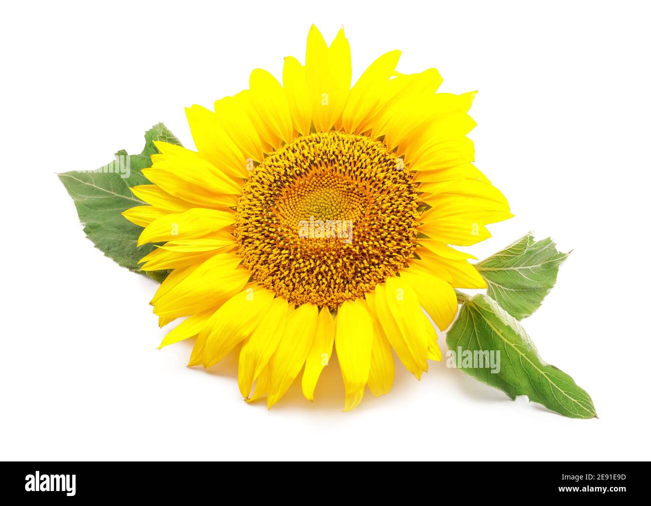 Beautiful sunflower on white background Stock Photo - Alamy