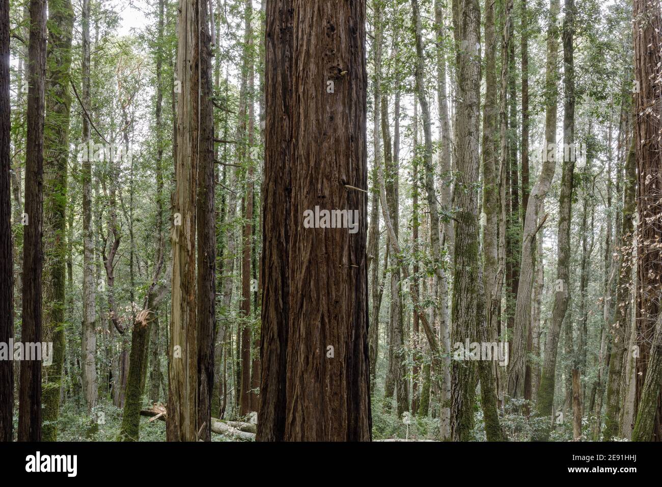 Hardwood trees hi-res stock photography and images - Alamy