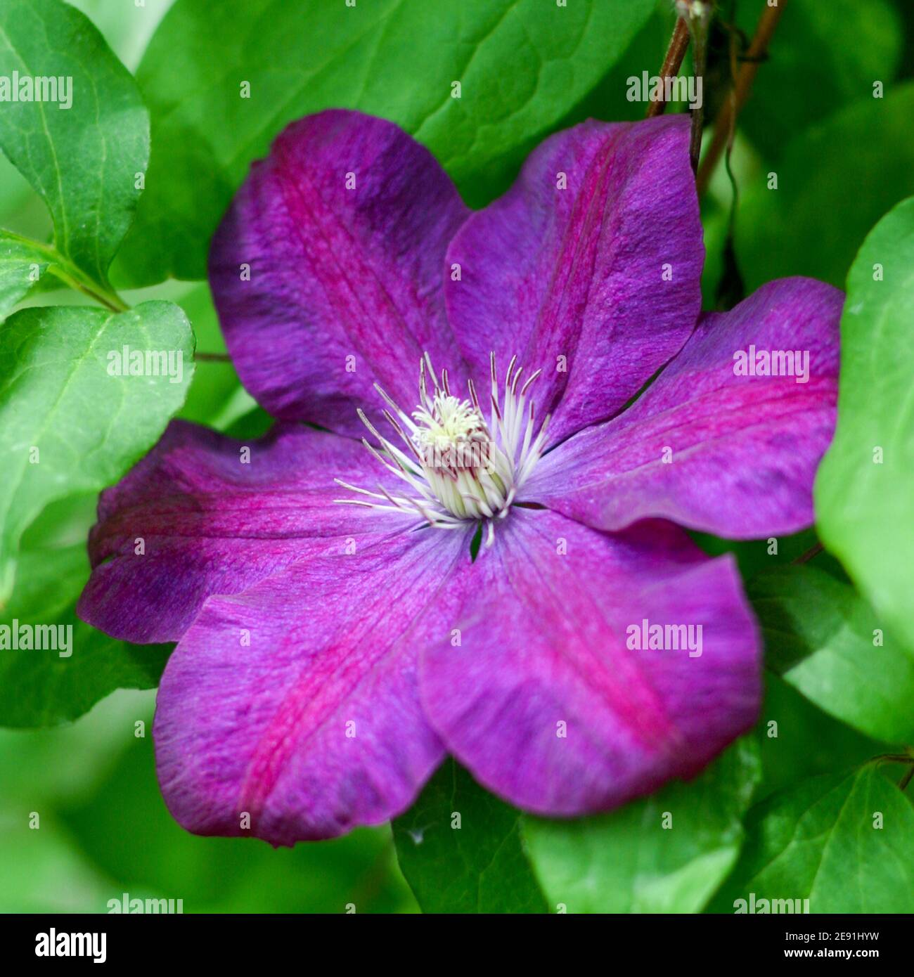 'Jackmanii' Late large-flowered group, klematis (Clematis hybrid) Stock Photo