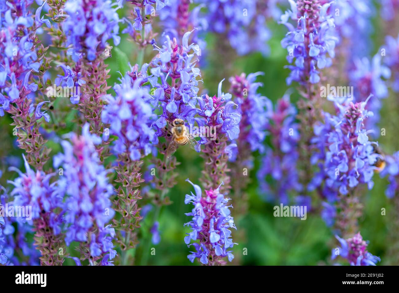 'Blauhügel, Blue Hill' Woodland sage, Stäppsalvia (Salvia nemorosa) Stock Photo