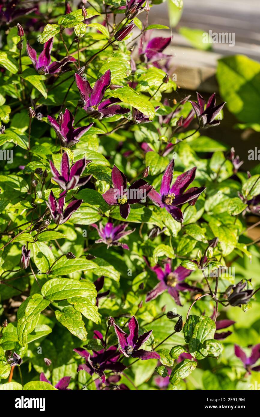 'Noora' Purple clematis, Italiensk klematissh Spirit (Clematis viticella) Stock Photo
