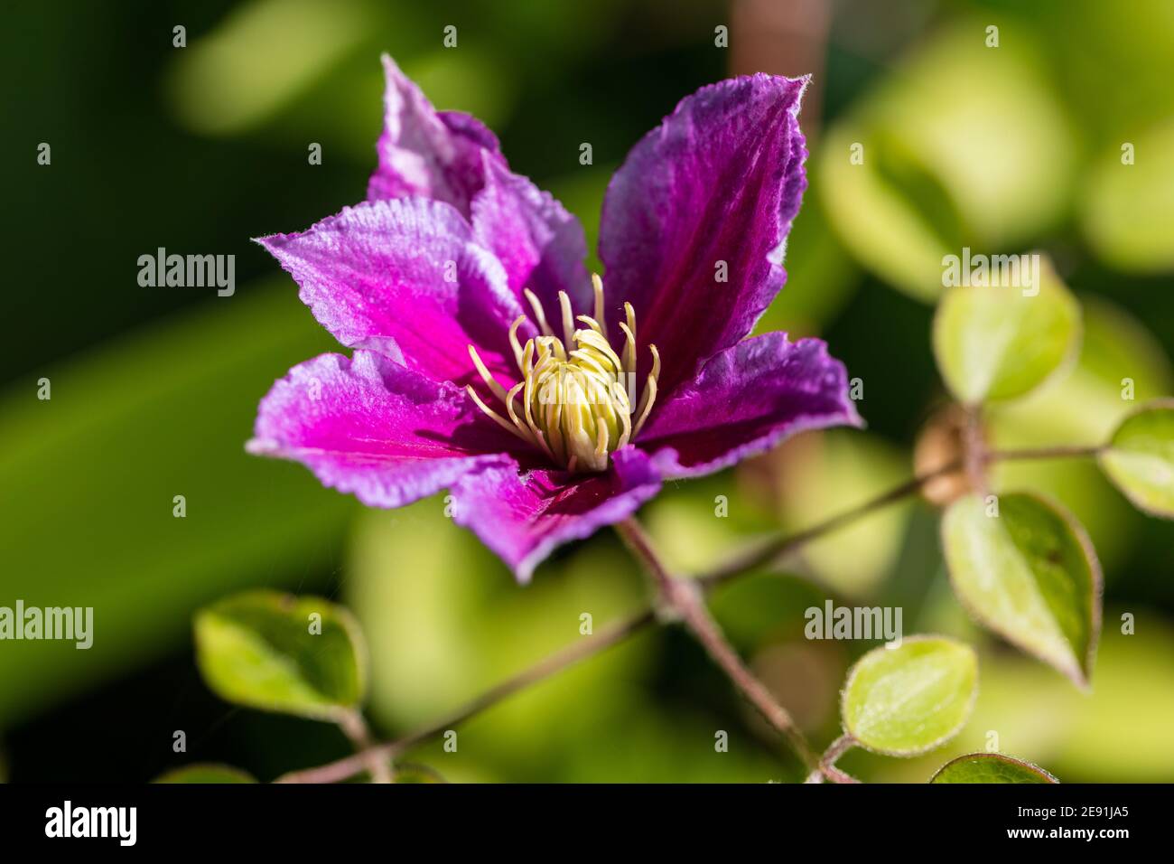 'Piilu' Late large-flowered group, Sena storblommig gruppen (Clematis) Stock Photo