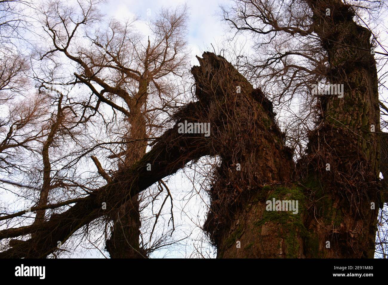 old leafless willow trees in autumn Stock Photo