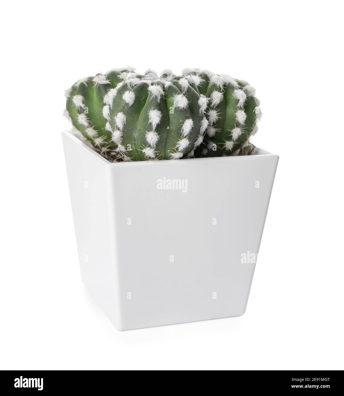 Green cactus in pot on white background Stock Photo - Alamy