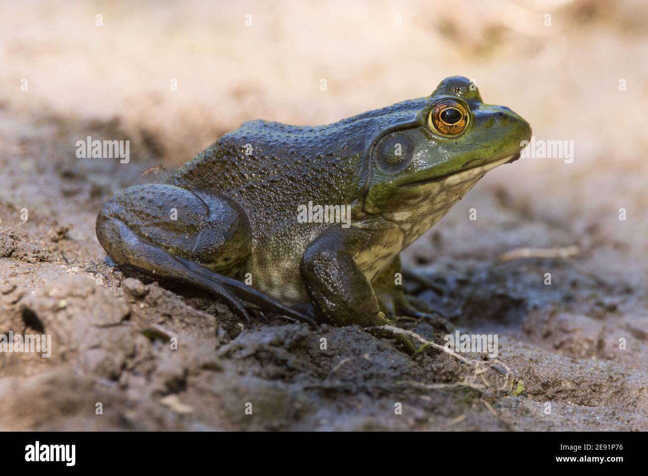 American bullfrog mud hi-res stock photography and images - Alamy