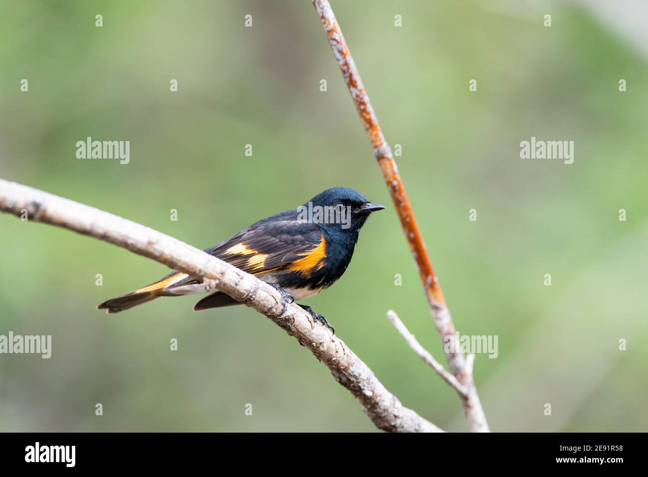 Redstart Migration American Redstart perched on a branch during spring migration in ...