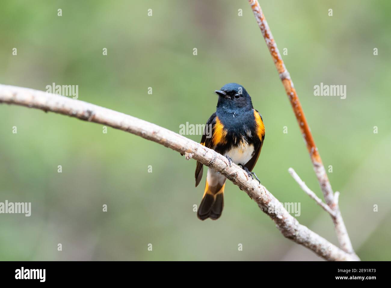 Redstart Migration American Redstart perched on a branch during spring migration in ...